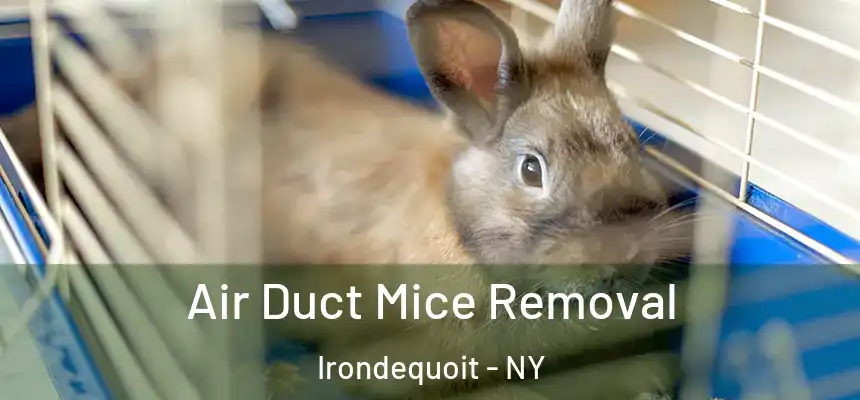 Air Duct Mice Removal Irondequoit - NY